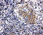 BAFF (BLyS) Polyclonal Antibody