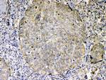 GITRL Antibody in Immunohistochemistry (Paraffin) (IHC (P))