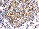 CD153 Polyclonal Antibody
