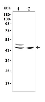 TRAF1 Polyclonal Antibody