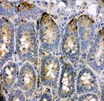 TRAM1 Antibody in Immunohistochemistry (Frozen) (IHC (F))