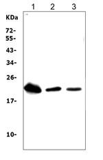 TREM1 Antibody in Western Blot (WB)