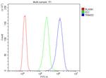 TIF1 gamma Antibody in Flow Cytometry (Flow)