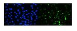 TIF1 gamma Polyclonal Antibody