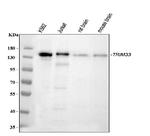 TIF1 gamma Antibody in Western Blot (WB)