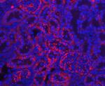 Transthyretin Antibody in Immunohistochemistry (Paraffin) (IHC (P))
