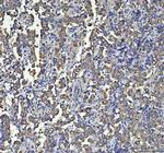 beta-5 Tubulin Antibody in Immunohistochemistry (Paraffin) (IHC (P))