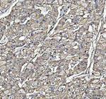 beta-5 Tubulin Antibody in Immunohistochemistry (Paraffin) (IHC (P))