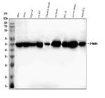 beta-5 Tubulin Antibody in Western Blot (WB)