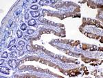 UGT1A1 Antibody in Immunohistochemistry (Paraffin) (IHC (P))