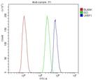 UHRF1 Antibody in Flow Cytometry (Flow)