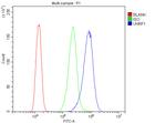 UHRF1 Antibody in Flow Cytometry (Flow)