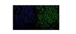 UHRF1 Polyclonal Antibody