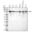 UHRF1 Antibody in Western Blot (WB)