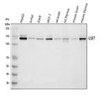 USP7 Antibody in Western Blot (WB)