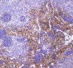 VCAM-1 (CD106) Antibody in Immunohistochemistry (Paraffin) (IHC (P))