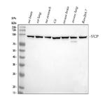 VCP Antibody in Western Blot (WB)
