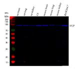 VCP Antibody in Western Blot (WB)
