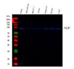 VCP Antibody in Western Blot (WB)