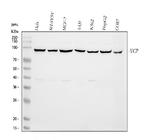 VCP Antibody in Western Blot (WB)