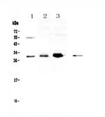 VEGFB Polyclonal Antibody