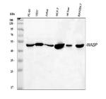 WASP Antibody in Western Blot (WB)