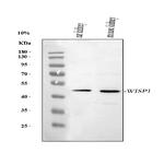 WISP1 Antibody in Western Blot (WB)
