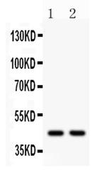 WNT3 Polyclonal Antibody