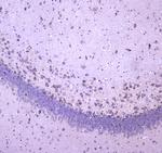 WWOX Antibody in Immunohistochemistry (Paraffin) (IHC (P))