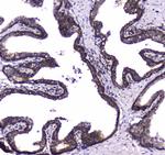 WWOX Antibody in Immunohistochemistry (Paraffin) (IHC (P))