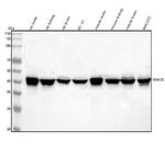 WWOX Antibody in Western Blot (WB)
