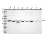 WWOX Antibody in Western Blot (WB)