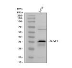 XAF1 Antibody in Western Blot (WB)