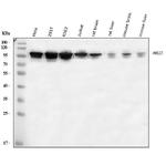 XRCC1 Antibody in Western Blot (WB)