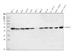 YBX1 Antibody in Western Blot (WB)