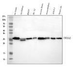 14-3-3 zeta Antibody in Western Blot (WB)