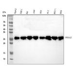14-3-3 zeta Antibody in Western Blot (WB)
