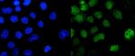 Pokemon Antibody in Immunocytochemistry (ICC/IF)