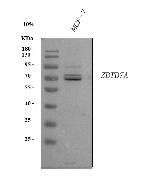 Pokemon Antibody in Western Blot (WB)