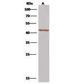 Micromonospora viridifaciens NA Antibody in Western Blot (WB)