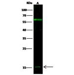 IFNA13 Polyclonal Antibody