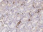 CD20 Antibody in Immunohistochemistry (Paraffin) (IHC (P))