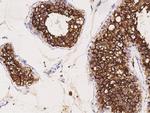 ACE2 Antibody in Immunohistochemistry (Paraffin) (IHC (P))