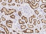 ACE2 Antibody in Immunohistochemistry (Paraffin) (IHC (P))