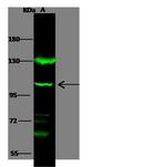 ACE2 Antibody in Western Blot (WB)