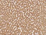 THEM2 Antibody in Immunohistochemistry (Paraffin) (IHC (P))