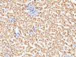 ACOX1 Antibody in Immunohistochemistry (Paraffin) (IHC (P))