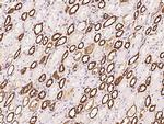 alpha Adducin Antibody in Immunohistochemistry (Paraffin) (IHC (P))