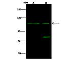 F4/80 Antibody in Western Blot (WB)