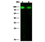 CD97 Polyclonal Antibody